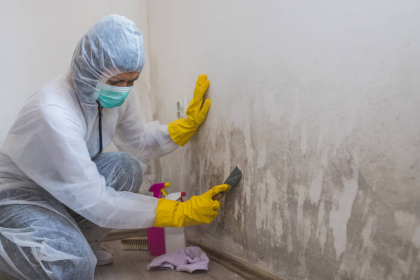 Best Professional Mold Removal  in Milltown, NJ