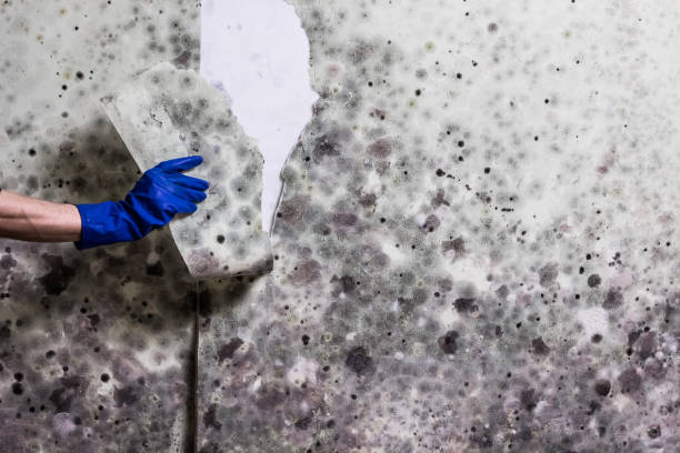 Best Attic Mold Removal  in Milltown, NJ
